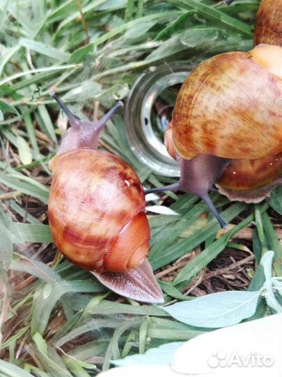 Улитки Архахатина Маргината Овум ух