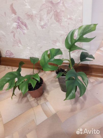 Комнатные цветы