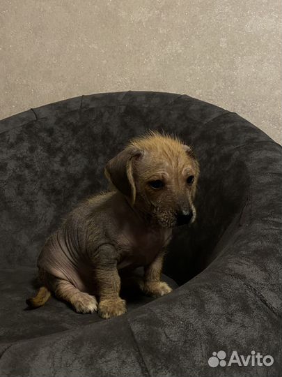 Отдам в добрые руки щенков