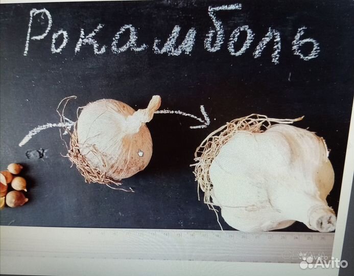 Лук-Чеснок рокамболь