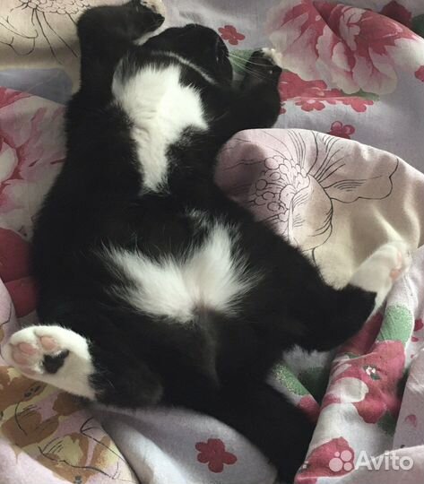 Кошечка шотландка