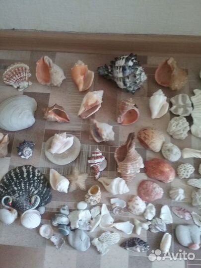 Кораллы разные,ракушки,рапаны с Карибов и с моря