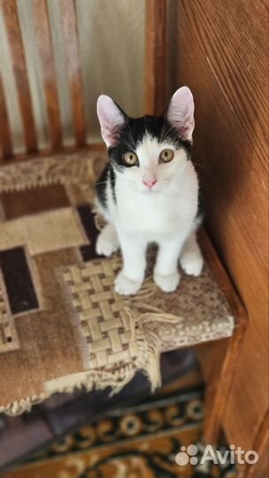 Отдам в добрые руки котика
