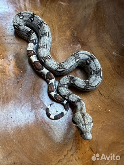 Императорский удав