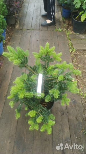 Ель ollie Hardy 25-30