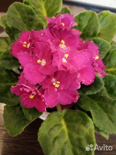 Листики сортовых фиалок