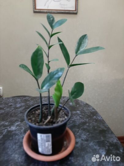 Замиокулькас