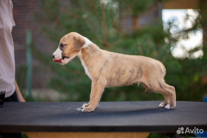 Щенок уиппета