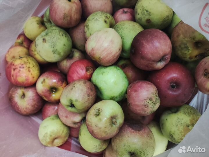 Яблоки домашние