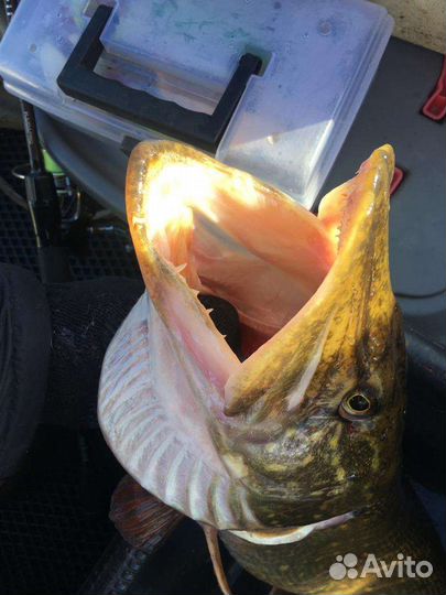 Рыбалка в Калининграде и Калининградской области