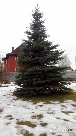 Голубая живая ель