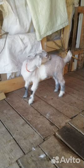 Козы и козлята