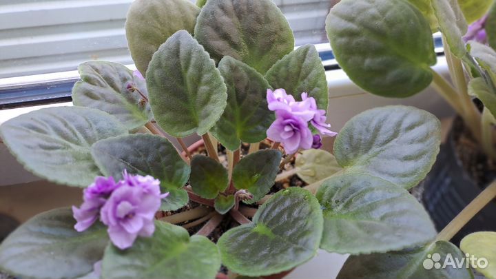 Фиалка в горшках