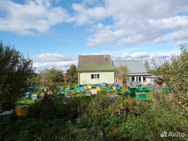 Мед с личной пасеки