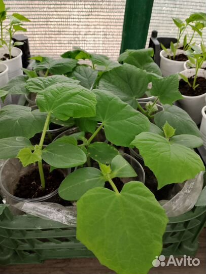 Рассада огурцов