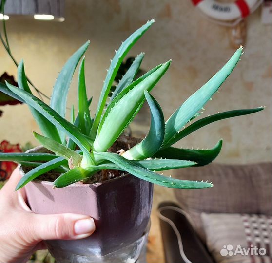 Алоэ вера обмен