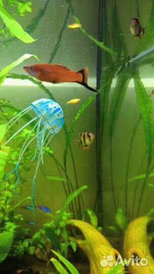 Рыбки, грунт, лимонник