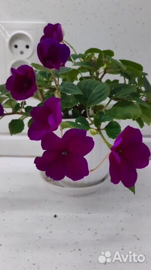 Комнатные цветы