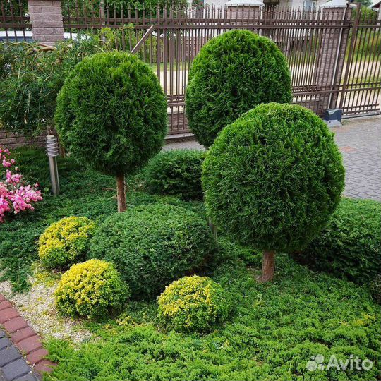 Топиарная стрижка