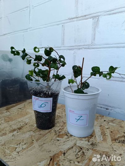 Фикус Барок