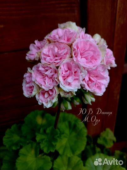 Герань пеларгония