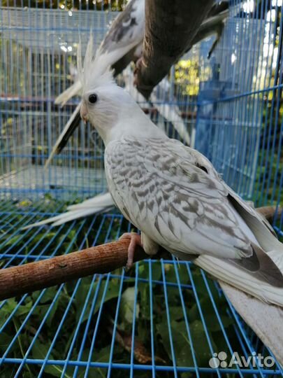 Попугай корелла, какарики, пирруры, монах