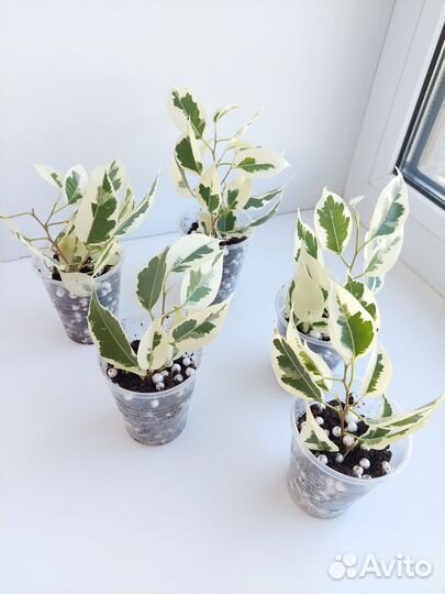 Фикус бенджамина пестролистный