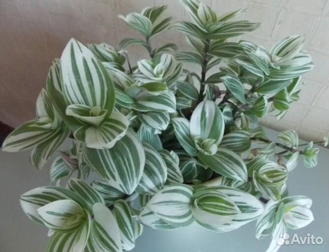 Традесканция нанук, Пинк хилл, белая