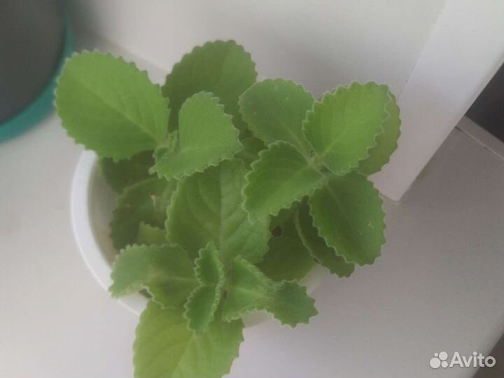 Мята домашняя