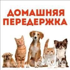 Передержка домашних животных