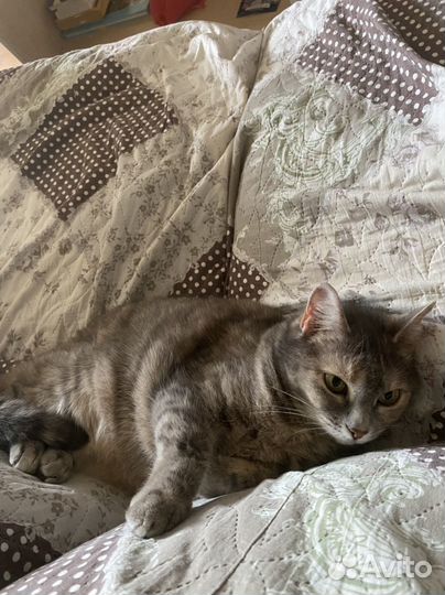 Кошка в дар бесплатно