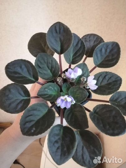 Фиалка стартер