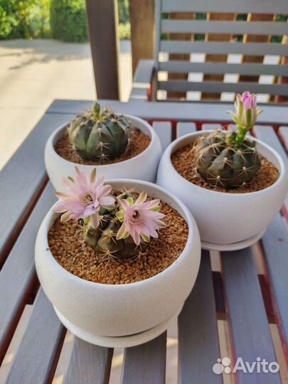 Кактус гимнокалициум