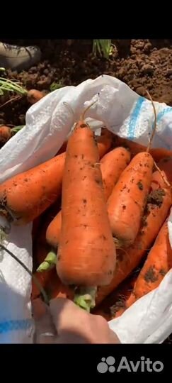 Морковь оптом