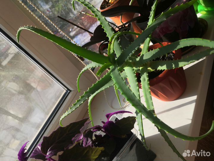 Цветы алоэ вера