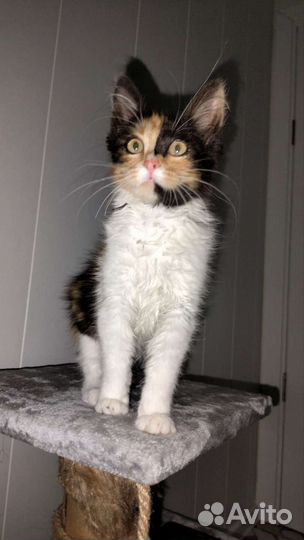 Котенок девочка 3,5 месяца трехцветная пушистая