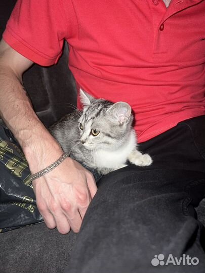 Кошка