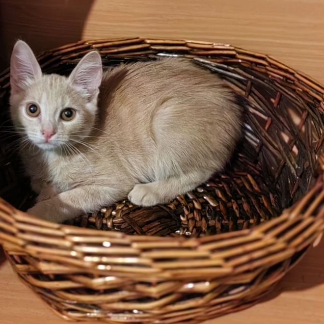Котёнок в добрые руки