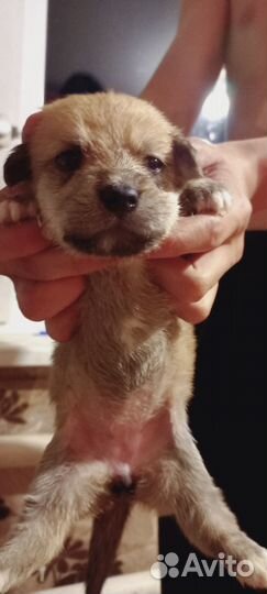 Щенки от маленькой собачки