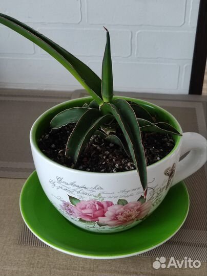 Цветы домашние