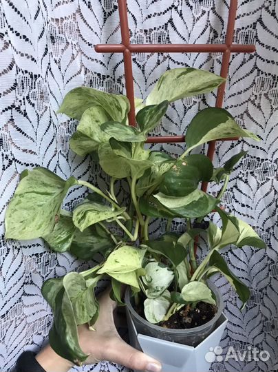 Гибискус,филодендрон,эпипремнум