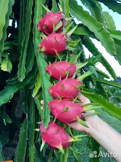 П И Т А Х А Й Я саженцы 3-4 Х летки