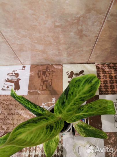 Аглаонема, сорт Король Сиама (King of Siam)