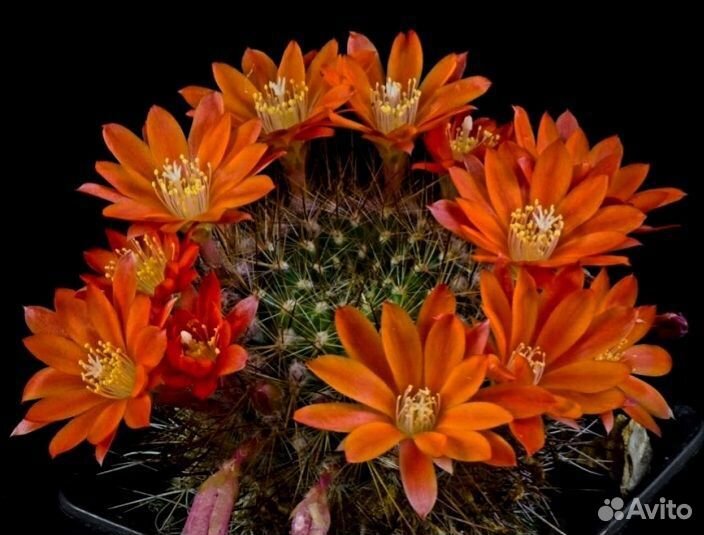 Rebutia frebrigii