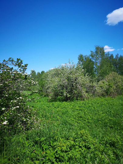 Участок 21,6 сот. (ИЖС)