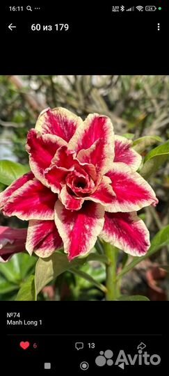 Адениум прививка Manh Long 1