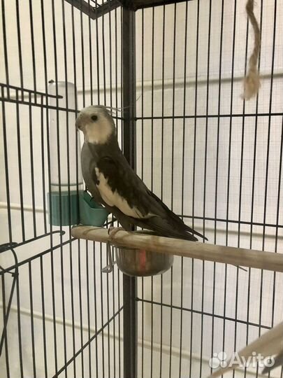 Попугаи корелла