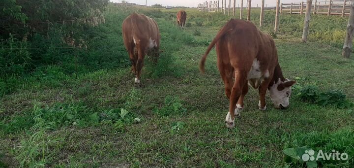 Бык Герефорд Бычки