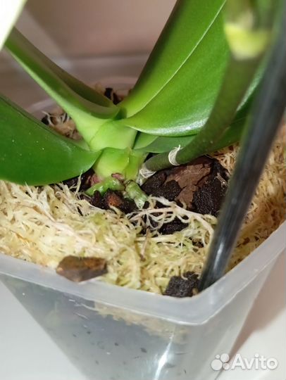 Орхидея фаленопсис