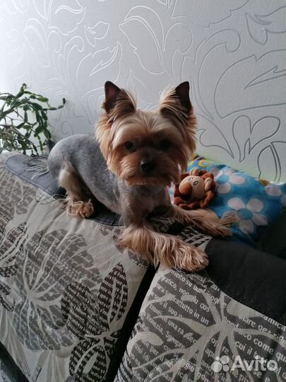 Вязка йоркширский терьер